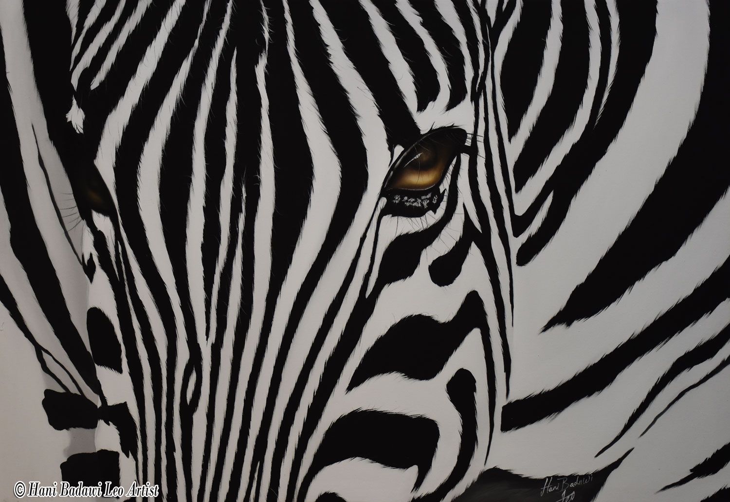 The look of zebra